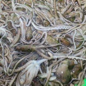 목포 뻘 소낙지 5마리