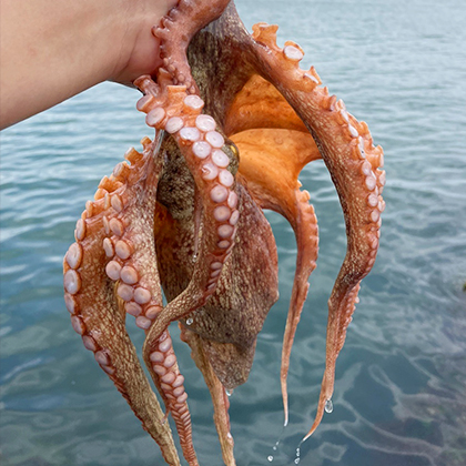 자연산 돌문어 1kg