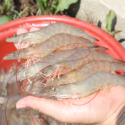 제철 활 흰다리새우 1kg